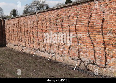 grape-vines-growing-on-a-