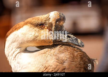 very sad looking chinese goose Stock Photo