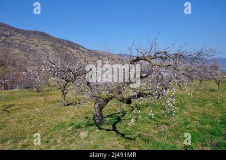 Austria, apricot blossom in the Unesco worrld heritage site Danube Valley aka Wachau Stock Photo
