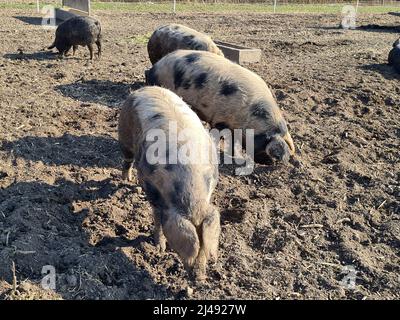 Austria, mangalitza pigs on a pasture in Burgenland Stock Photo