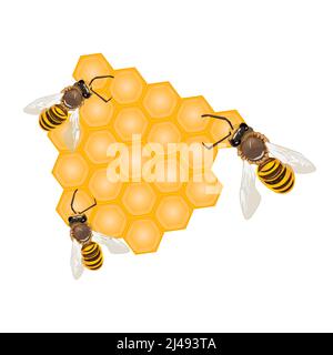 Bee on honeycomb isolated on the white background. Working bees making honey and propolis.Hexagon natural honey struct.Label for honey products.Vector Stock Vector