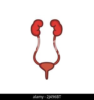 Urinary system vector illustration isolated on white background Stock Vector