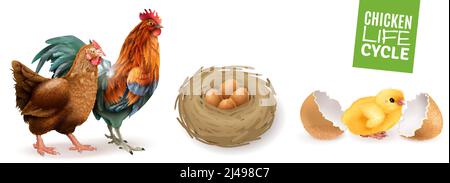 Chicken life cycle realistic horizontal set  with hen rooster fertile eggs and newly hatched chick vector illustration Stock Vector