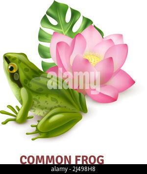 Cute and realistic frog Stock Vector Image & Art - Alamy