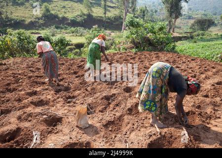 Abadasubirinyuma Co-operative, Kavumo village, Rusenge cell, Rusenge sector, Nyaruguru district, Southern province. Stock Photo