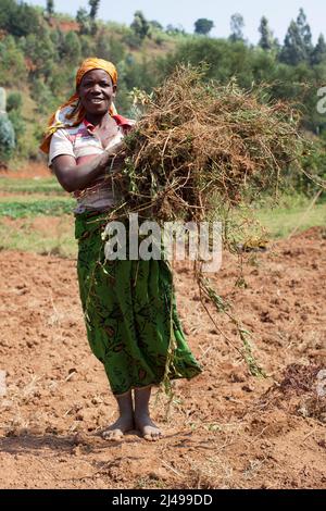 Vivian Mukashaka, with mulching grass. Abadasubirinyuma Co-operative, Kavumo village, Rusenge cell, Rusenge sector, Nyaruguru district, Southern province.  There are 16 members of the co-op, half are HIV posative and were away at the village health centre picking up the ARV drugs.  Photograph by Mike Goldwater Stock Photo
