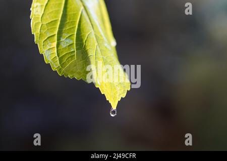 Raindrops on a green leaf Stock Photo