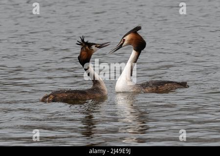 Pair of great crested grebes courting in a lake