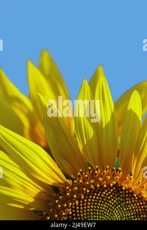 sunflower, ukraine national flower with blue sky in the background, create ukraine national flag by nature Stock Photo
