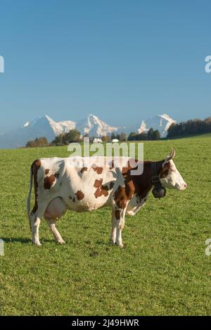 Spotted Fleckvieh cow with bell standing on a pasture in front of snow covered mountains in the Swiss Alps, Switzerland Stock Photo