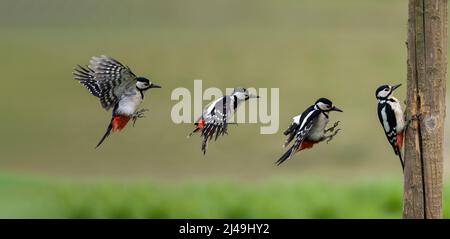 Great Spotted woodpecker flight path coming into land on a timber post Stock Photo