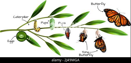 Butterfly metamorphosis on example of danainae monarch species realistic composition vector illustration Stock Vector