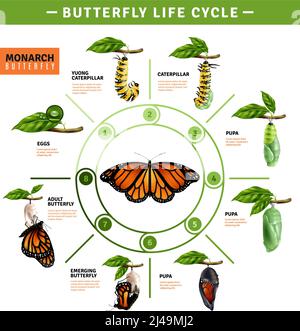 Butterfly life cycle infographics layout  illustrated developing stage of monarch species from eggs to emerging vector illustration Stock Vector