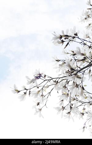 White magnolia blossoms on a tree. Stock Photo