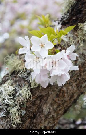 Close up of cherry blossoms on a tree in springtime. Stock Photo