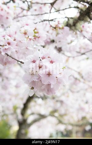 Close up of cherry blossoms on a tree in springtime. Stock Photo