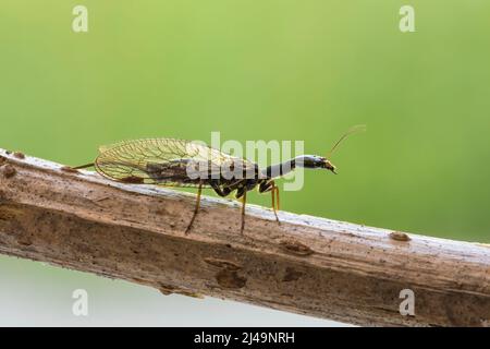 Kamelhalsfliege, Snakeflies, Raphidioptera Stock Photo