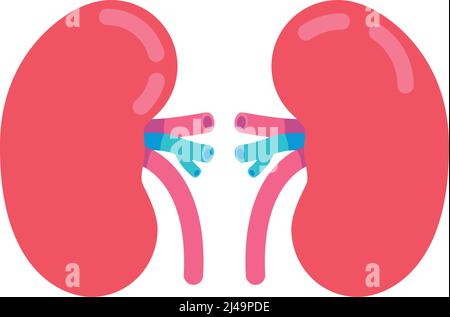Kidneys semi flat color vector object Stock Vector