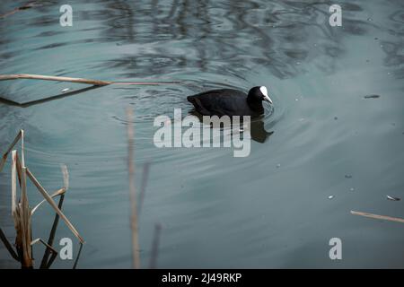 duck swims in the water of a small pond Stock Photo