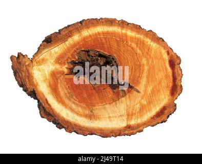 Tree Trunk Log Inner Log cross section, linden tree trunk Stock Photo - Alamy
