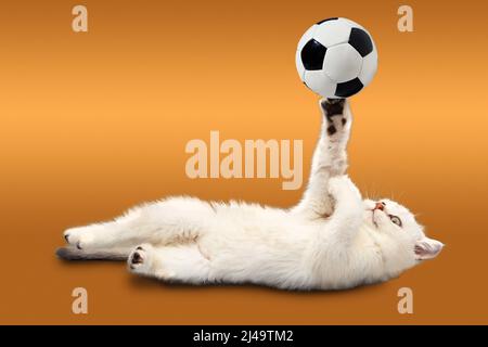 British kitten on orange background plays with a soccer ball. Waiting for the World Cup. The concept of sports, physical activity and healthy lifestyl Stock Photo