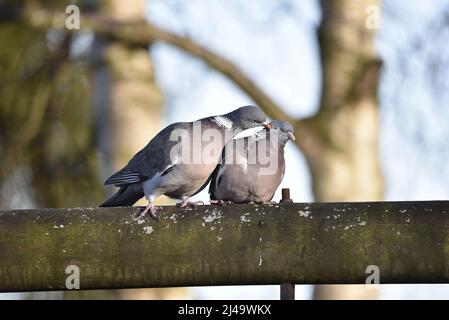 Pair of Common Woodpigeons (Columba palumbus) Perched in the Middle of a Hortizontal Log, with Pigeon on Left Pecking Side of Chest of Pigeon on Right Stock Photo
