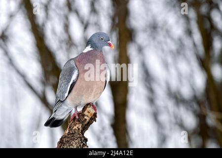 Wood pigeon in early spring Stock Photo