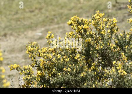 Sunlit Close-Up Image of a Yellow Gorse Bush (Ullex europaeus) to Right of Image with Copy Space to Left, Taken in Mid-Wales, UK in April