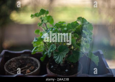 Detail of Potted geranium on the window Stock Photo