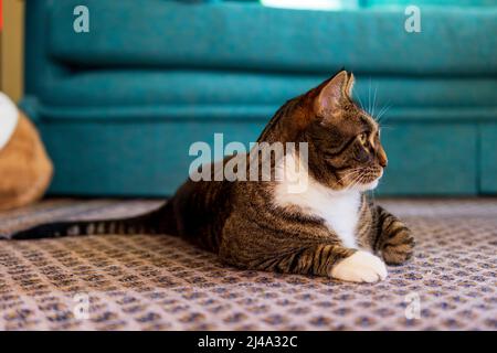 House cat looking off to the side while laying on floor Stock Photo