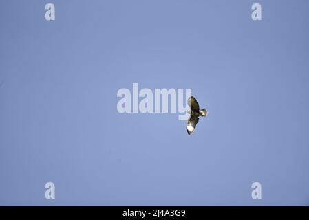 Sunlit Common Buzzard (Buteo buteo) Flying Right to Left of Image, with Copy Space to Left, Against a Blue Sky, with Wings Spread and Legs Tucked In Stock Photo