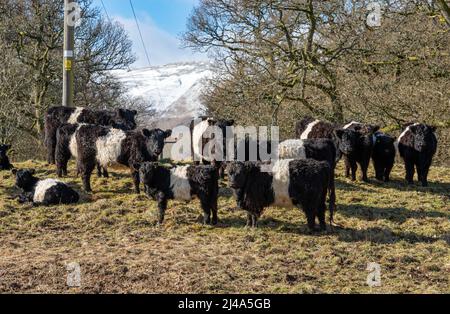 Belted Galloway cattle, Haweswater, Bampton, Cumbria, UK. Stock Photo