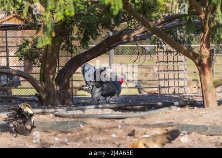 A large turkey with an outstretched tail in the backyard. Stock Photo