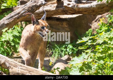 Portrait of a Caracal - Caracal caracal - has an open mouth and his teeth can be seen. The photo has a nice bokeh. Stock Photo