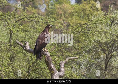 A falconry-headed sea eagle sits on a tree. Photo has green forest background. Stock Photo