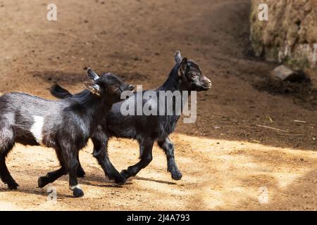 Two little black kids running on the sand Stock Photo