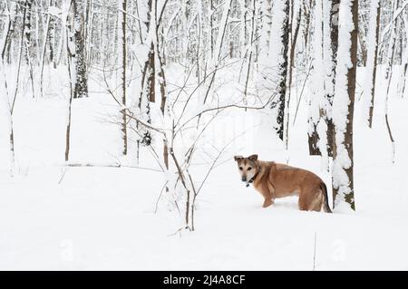 A dog in a snowy park, April 2022, Sokolniki park, Moscow Stock Photo