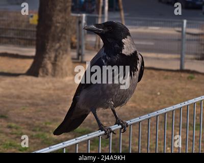 Closeup view of a carrion crow (Corvus corone) perching on the metal fence of a small park in the city of Vienna, Austria on sunny day in early spring. Stock Photo