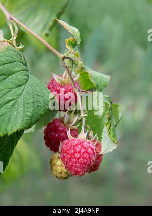 Close up of raspberries ripening on raspberry bush in garden in Bristol with out of focus background Stock Photo