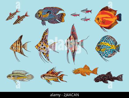 Image of A creative beautiful fish art design in white  background-ZQ180637-Picxy