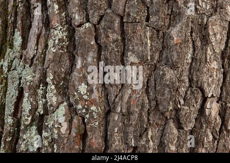 Brown pine bark background with moss, close-up. Natural texture pine skin. Relief texture of tree trunk for publication, screensaver, wallpaper Stock Photo