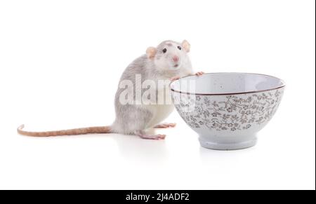 Cute bicolor rat with a bowl on white background Stock Photo - Alamy