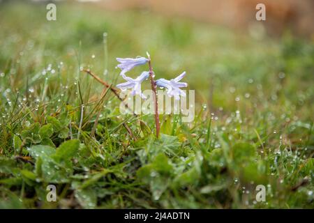 Wild lilac purple Hyacinth, Hyacinthus orientalis, with raindrops on petals and stem leaves in a green ground of shaggy grasses Stock Photo