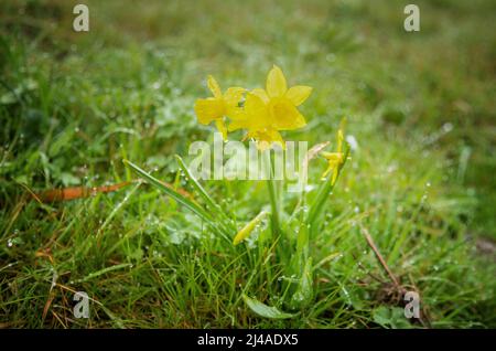 Wild Yellow Trumpet Narcissus, Narcissus, with raindrops on petals and stem leaves in a green ground of shaggy grasses Stock Photo