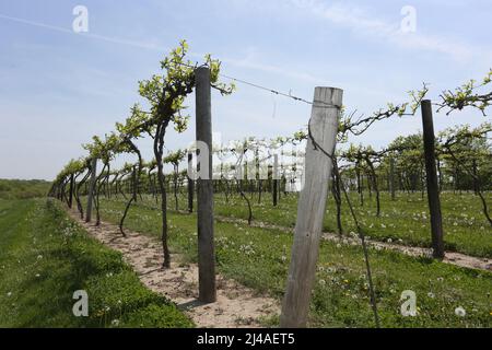 A vineyard in Iowa grows grapes for wine making. Stock Photo