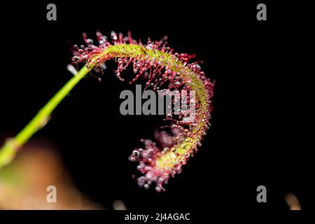 Sundew drosera close up with dew on leaves.