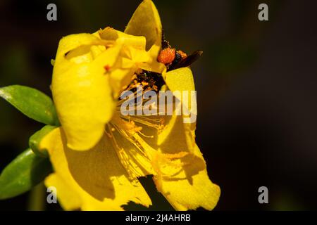 Goiânia, Goias, Brazil – April 11, 2022:  A small bee feeding and gathering nectar on a yellow flower. Stock Photo