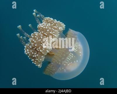 Golden jellyfish in Palau Stock Photo