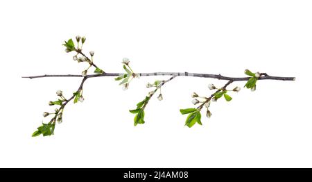 Cherry plum branch at the time before flowering is isolated on a white background, clipping path, no shadows. branch of plum with buds isolated on a w Stock Photo
