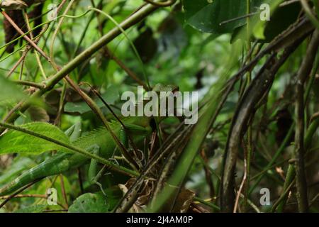 A common green forest lizard (Calotes calotes) walking on top of the branch of a Miconia Crenata plant Stock Photo
